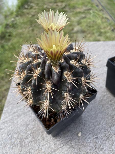 Neochilenia spec.